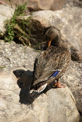 Female mallard duck
