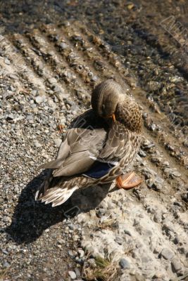 Female mallard duck