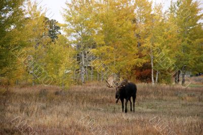 Moose, walking through autumn meadow