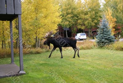 Moose, walking through resort condos