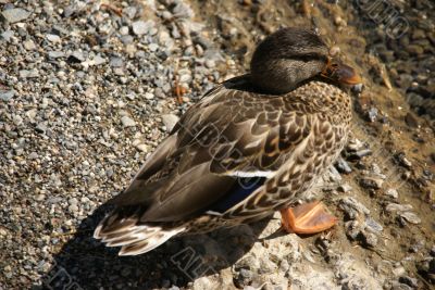 Female mallard duck