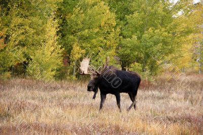 Moose, walking through autumn meadow