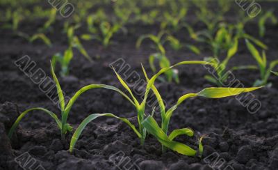 increasing corn on agricultural area