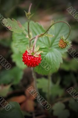 increasing timber berry
