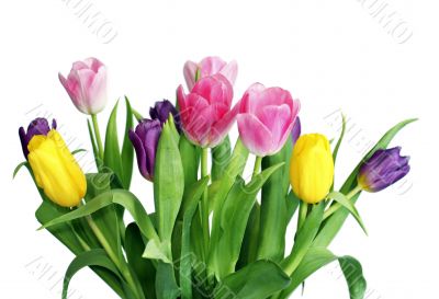 Varicoloured spring tulips