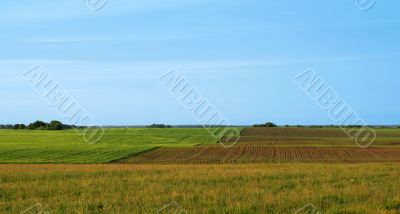  Hills with seedling of the corn.