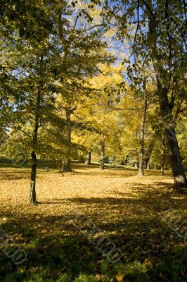 Fall colors