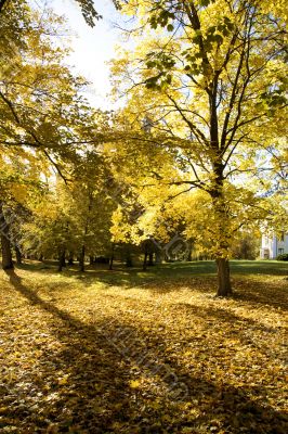 Fall colors