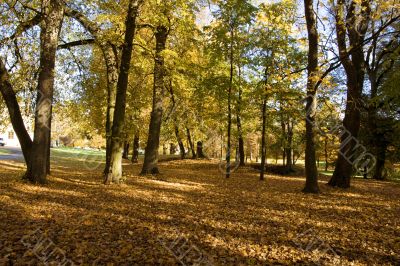 Fall colors