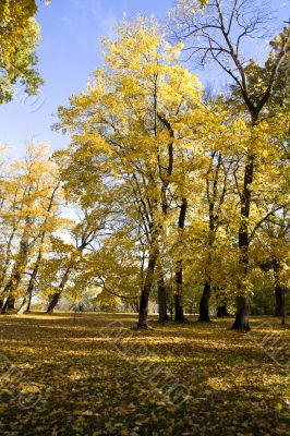 Fall colors