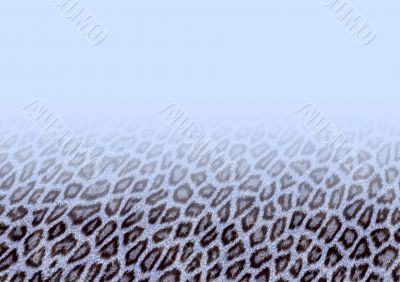 Leopard fur background