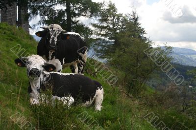 Two cows