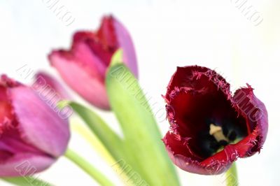 tulip on white