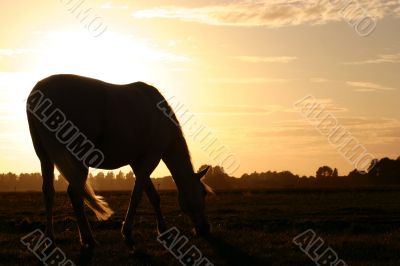 Sunset silhouet horse