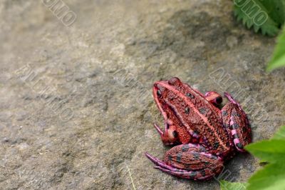 Red frog