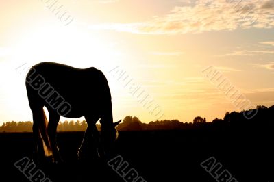 Sunset silhouet horse