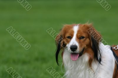 Dutch kooiker dog