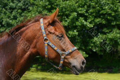 Chestnut portrait