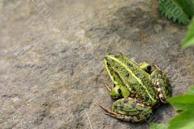 Green frog on a stone
