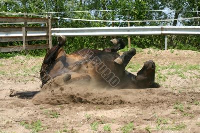 Rolling pony