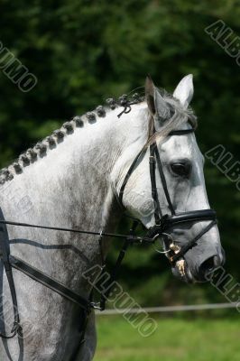 Grey horse head