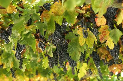 Grapes