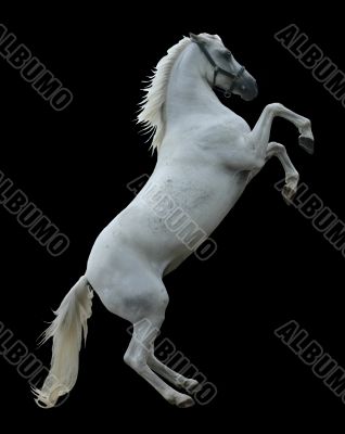 White stallion