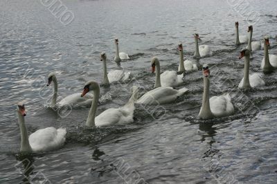 Swans