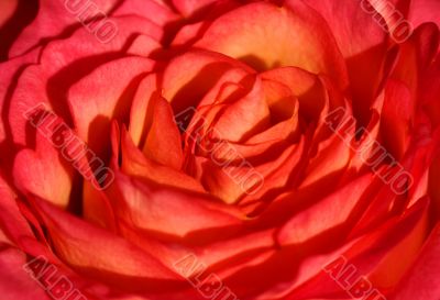 Rose up close