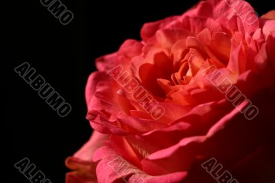 Rose on black