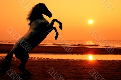 Rearing horse at sunset