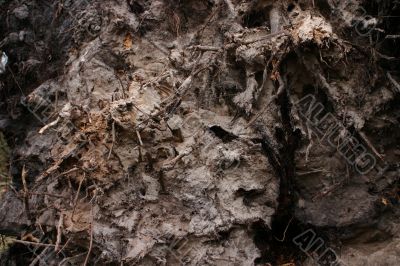 Sand and roots