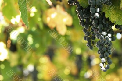 Grapes in a vineyard