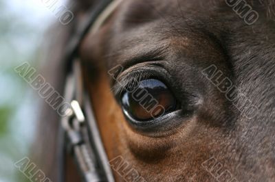 Horse eye