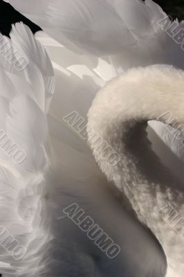 Swan in detail