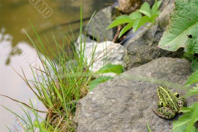 Frog at the pond