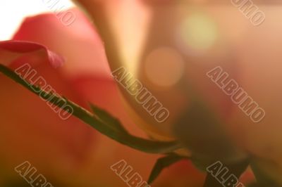 Soft focus rose
