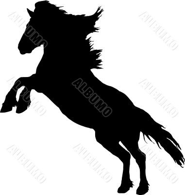 Rearing stallion
