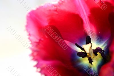 tulip close-up on white