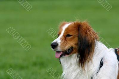 Dog in a green field