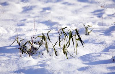after the first snow