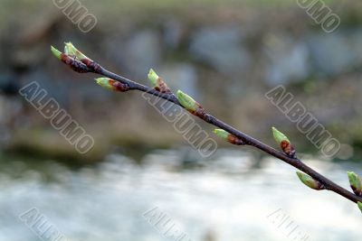 catkin
