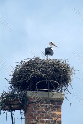 stork on the chimney