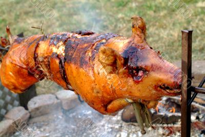 suckling pig