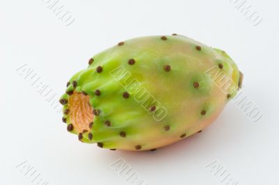 Ficus indica