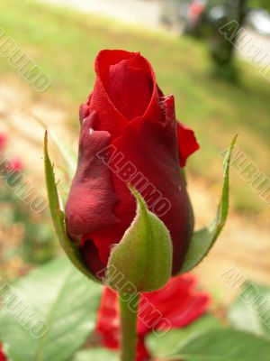 Bud of a scarlet rose