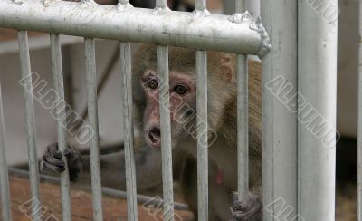 monkey