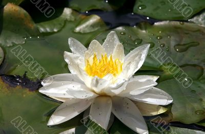 flower