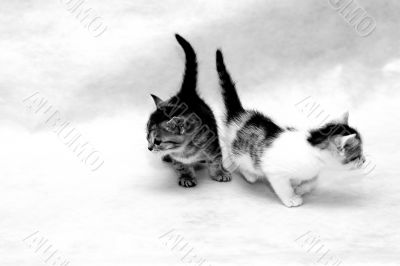 little kittens