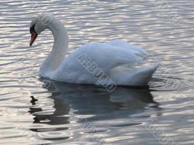 a swan swimming in the pond